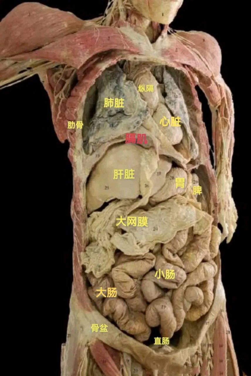 真实的人体解剖图,心肝脾肺肾等脏器形态及位置,建议都了解一点.