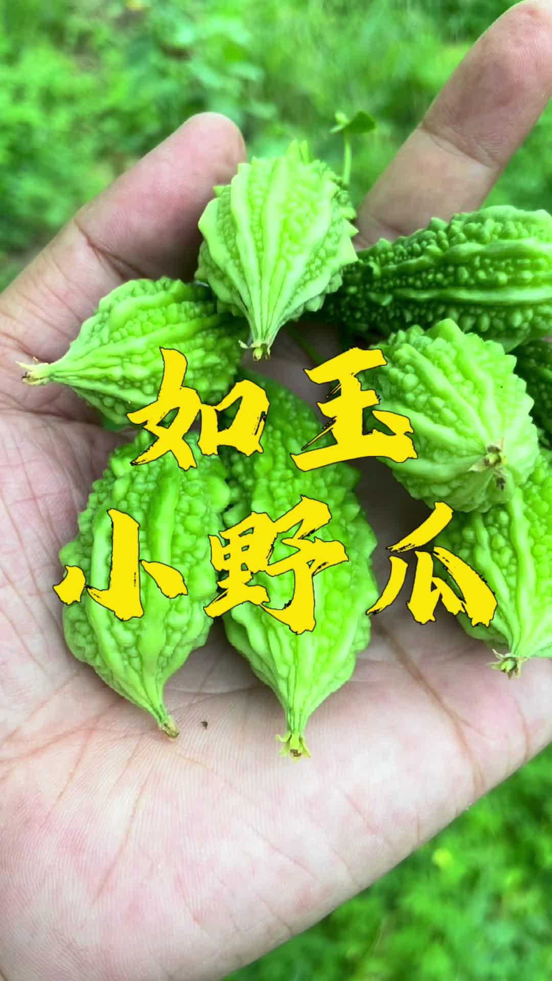 夏天到了,山上的野苦瓜也成熟了