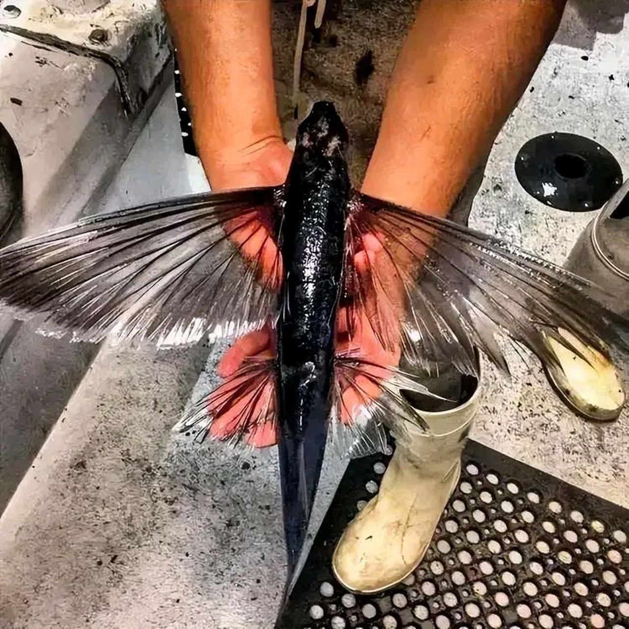 黑色鱼身,两对翅膀,一大一小. 翅膀长的有点像蝴蝶呢.