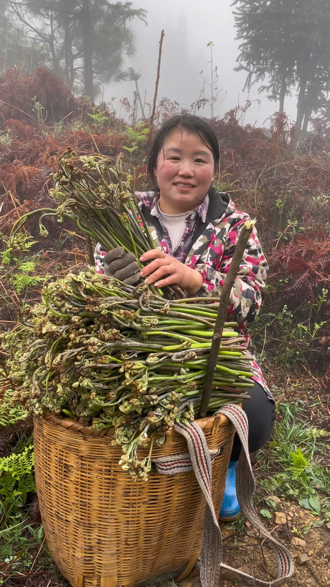 龙爪菜图片功效与作用图片