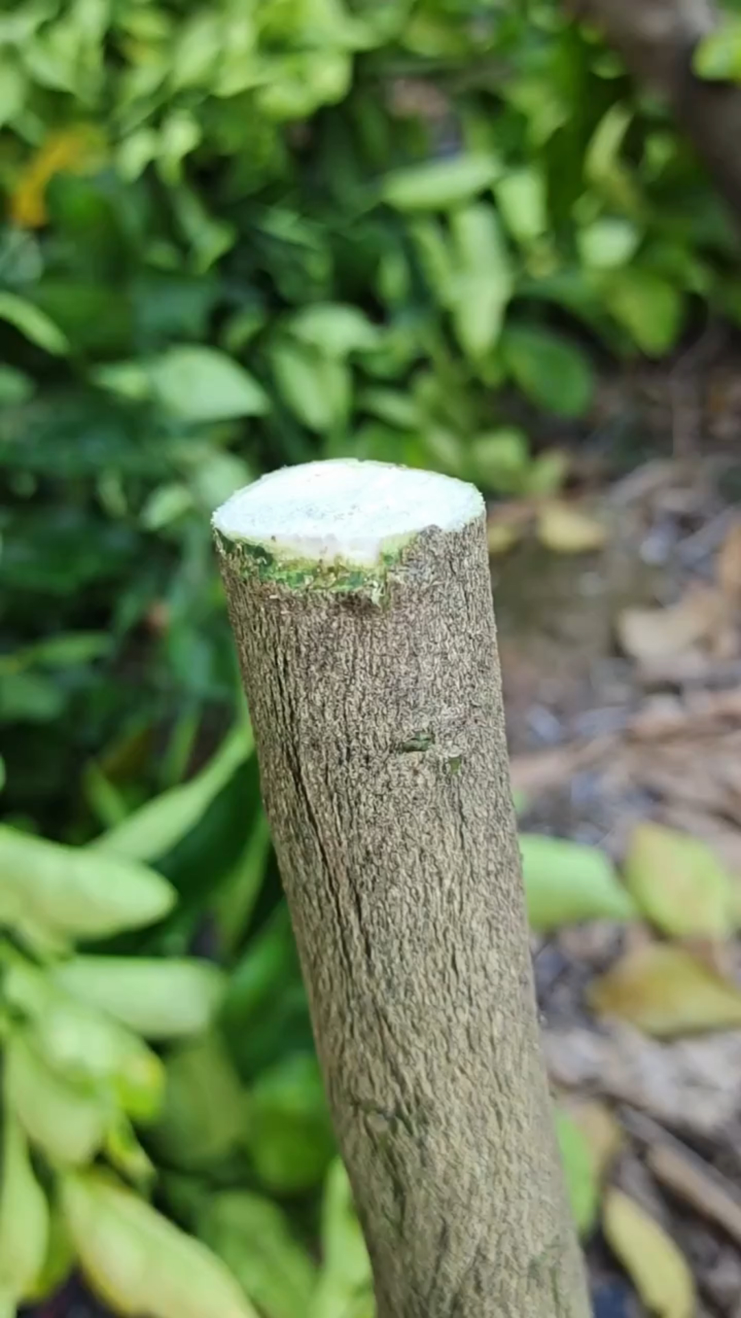 春天桔子树插皮嫁接,这技术厉害,一般人不告诉它-度小视