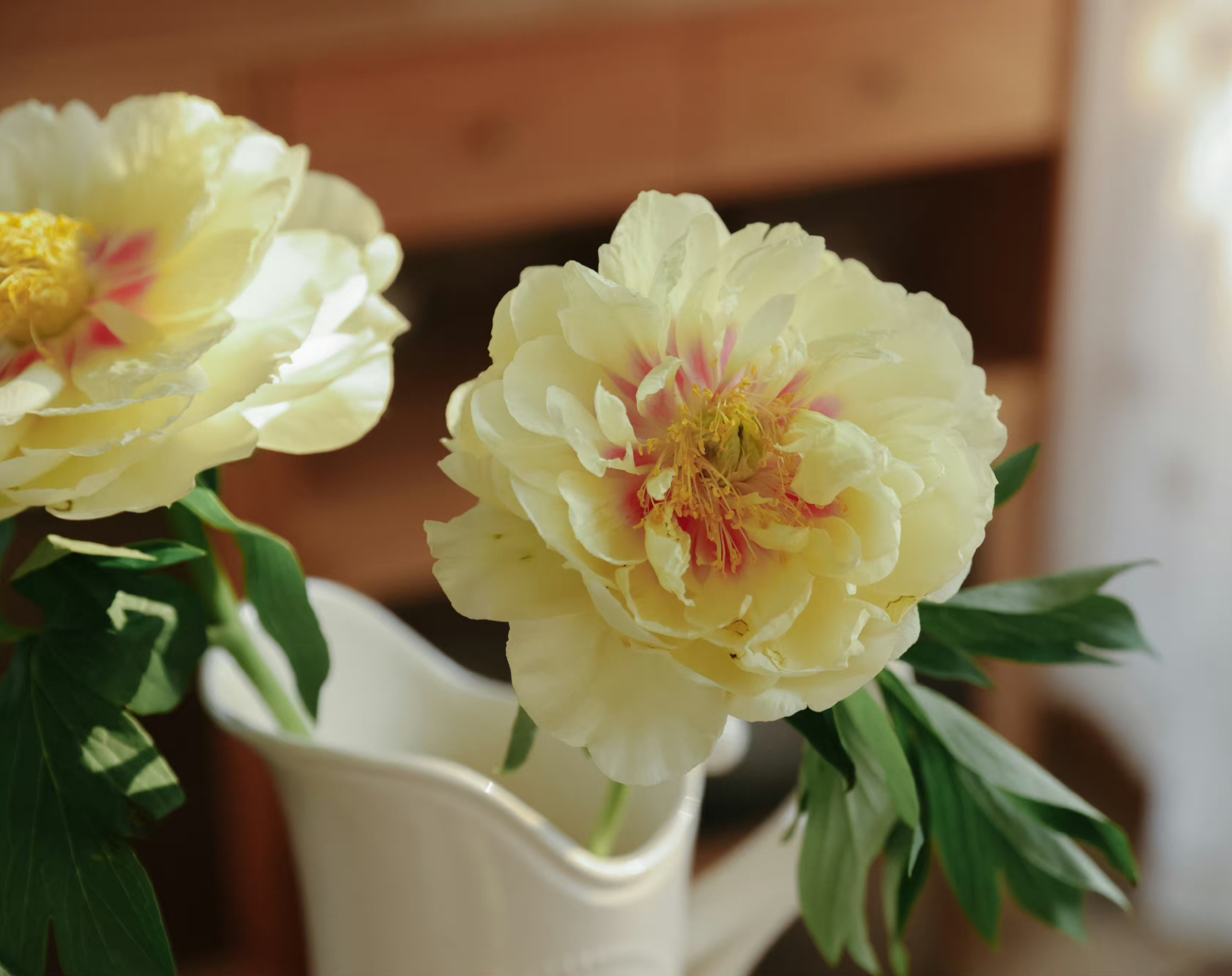 特点: 进口伊藤芍药bartzella,中文译为巴茨拉,牡丹和芍药的杂交品种