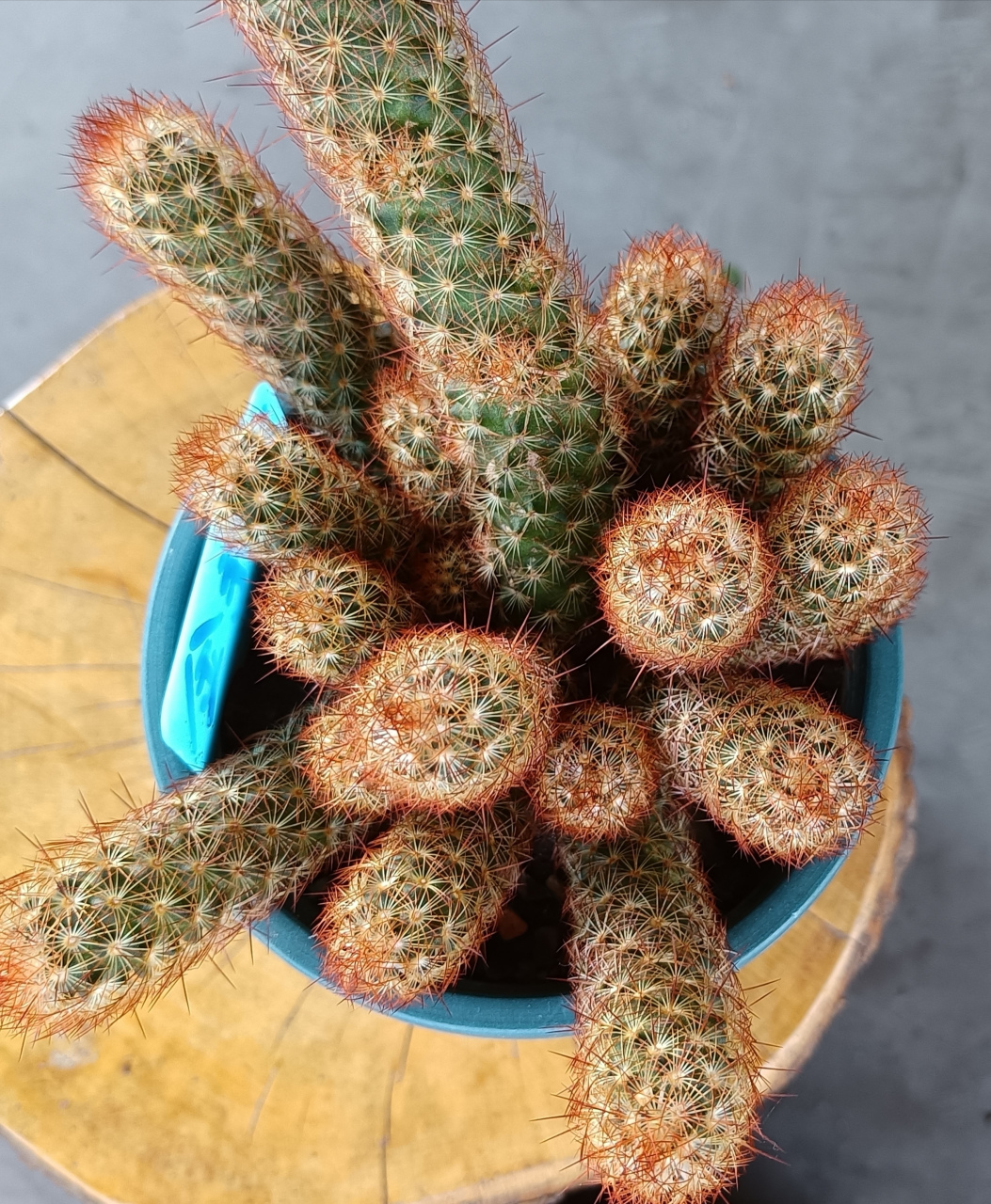 金手指群生仙人球