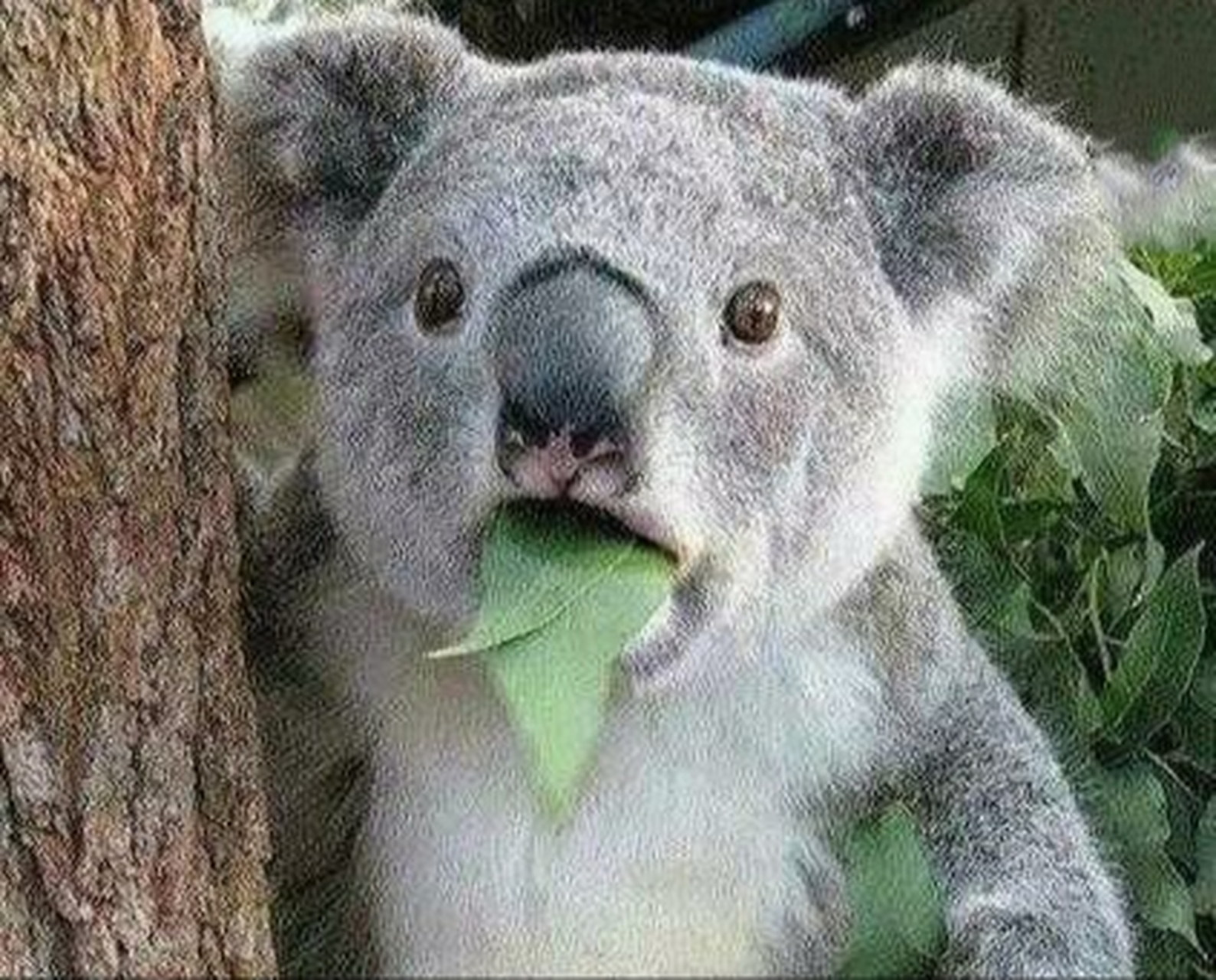 [费解][费解] #搞笑# #趣图搞笑# #荒野求生