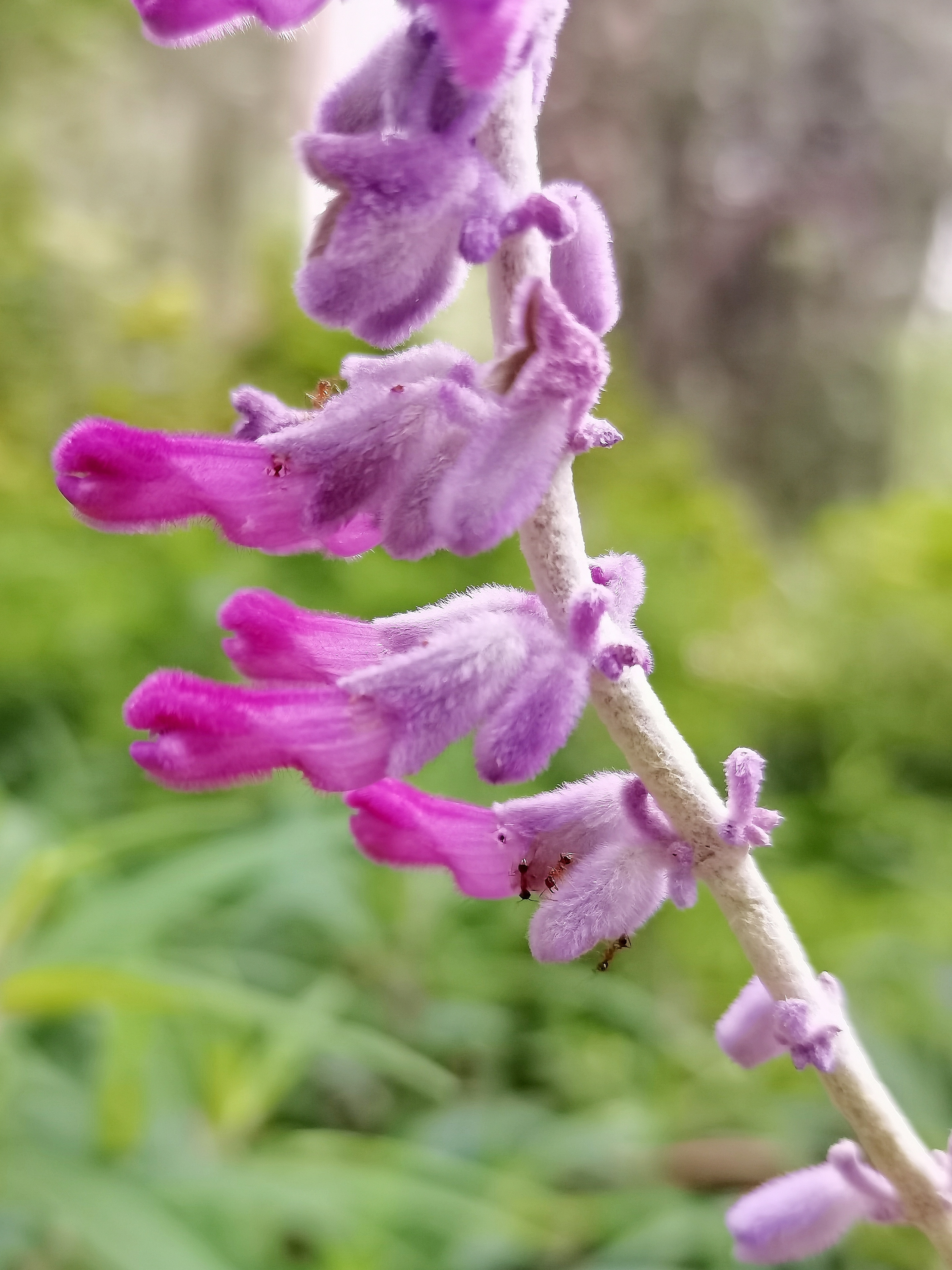 其花叶都很美,花期长.