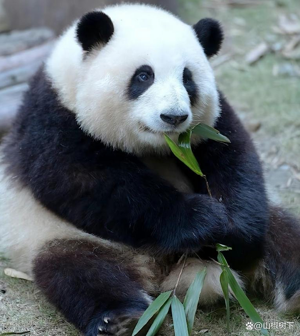 熊猫照片大全可爱图片