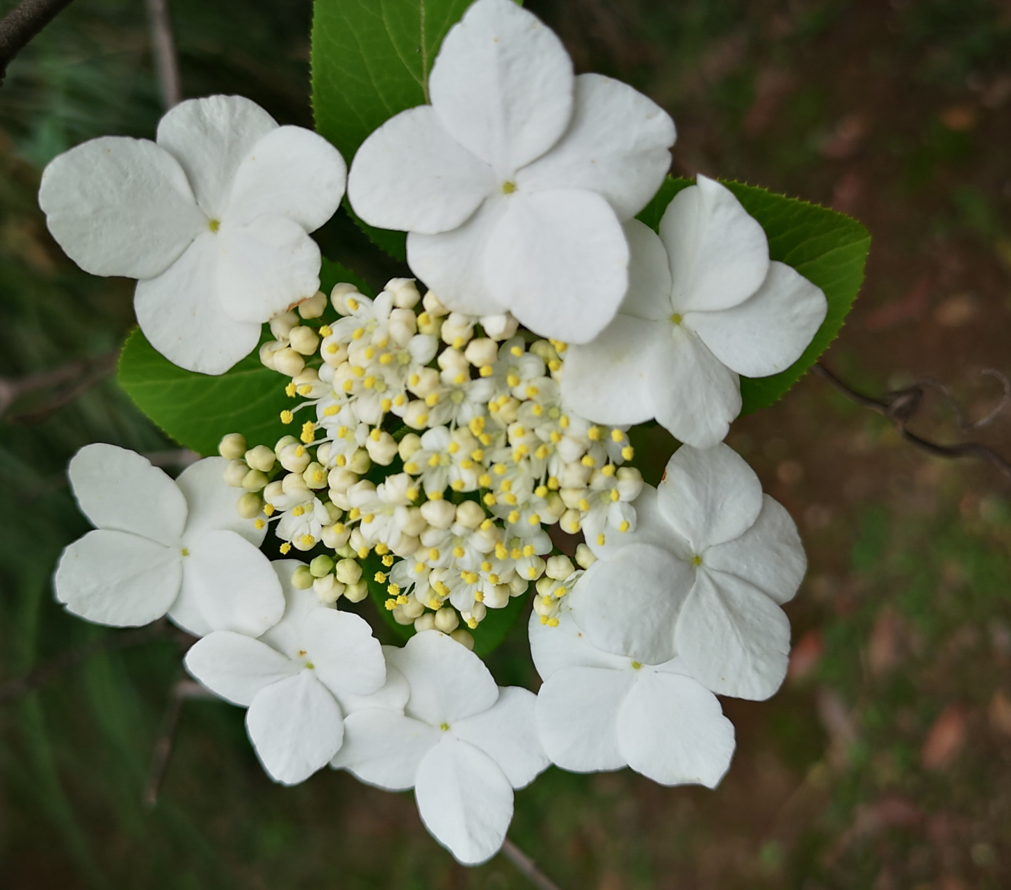 [微风][微风]第一次见到琼花是上世纪八十年代在扬州,知道琼花是扬州