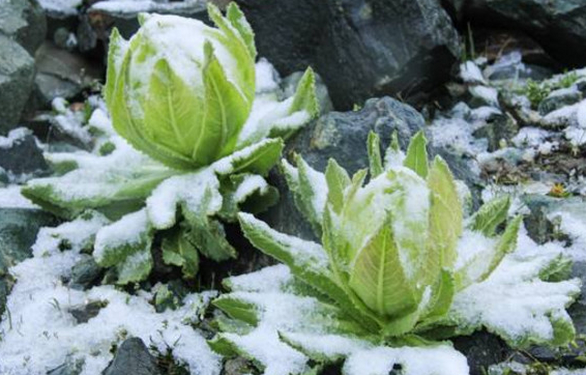 雪莲花图片大全 壁纸图片