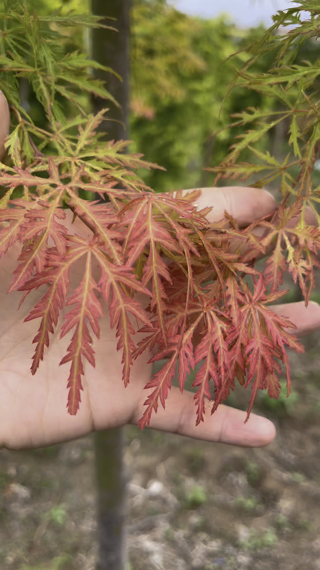 金丝羽毛枫,市面上少有的羽毛枫树种,叶似爪,艳如霞,庭院必备枫树-度