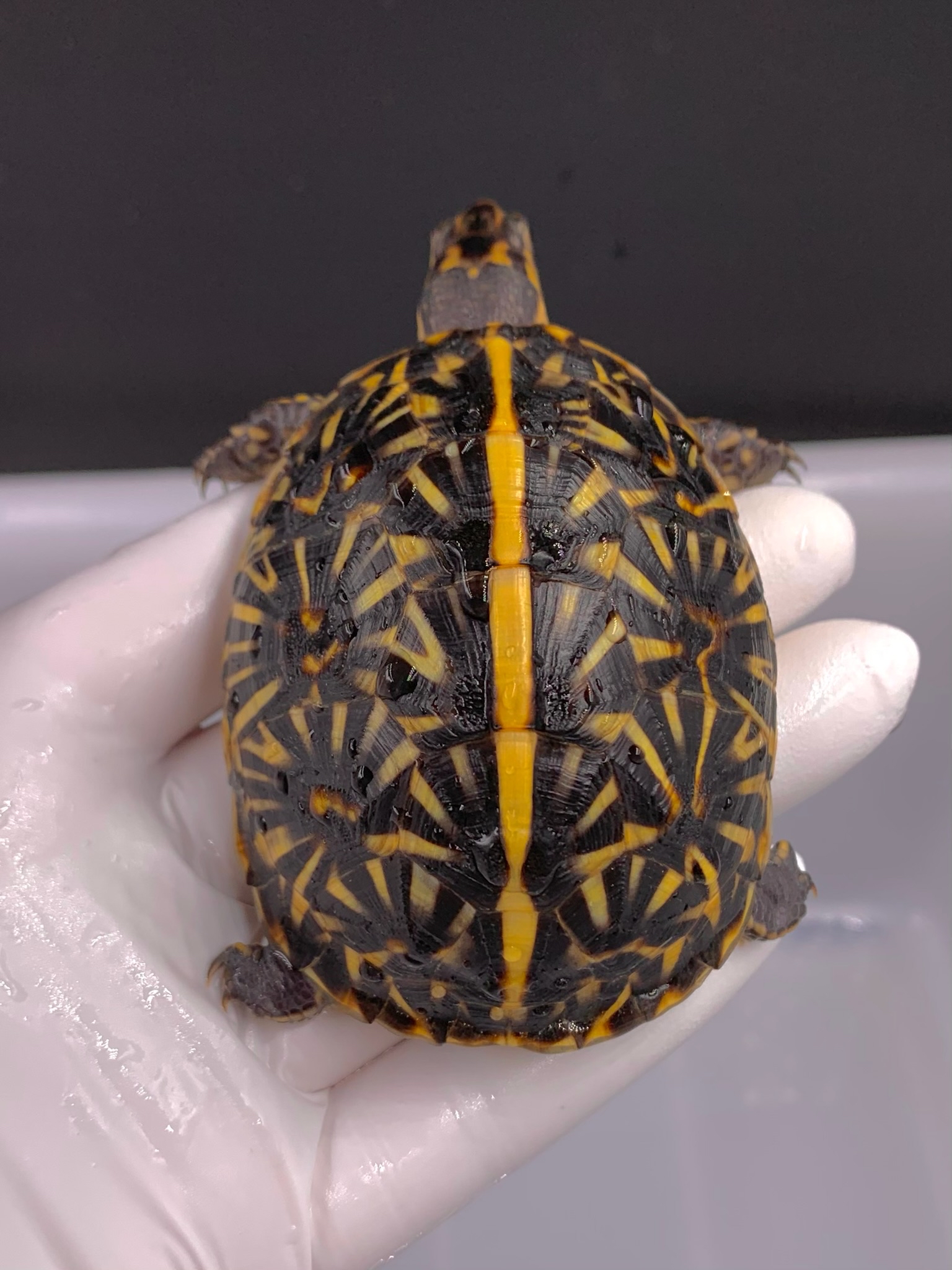 箱龟佛箱怎么养殖?