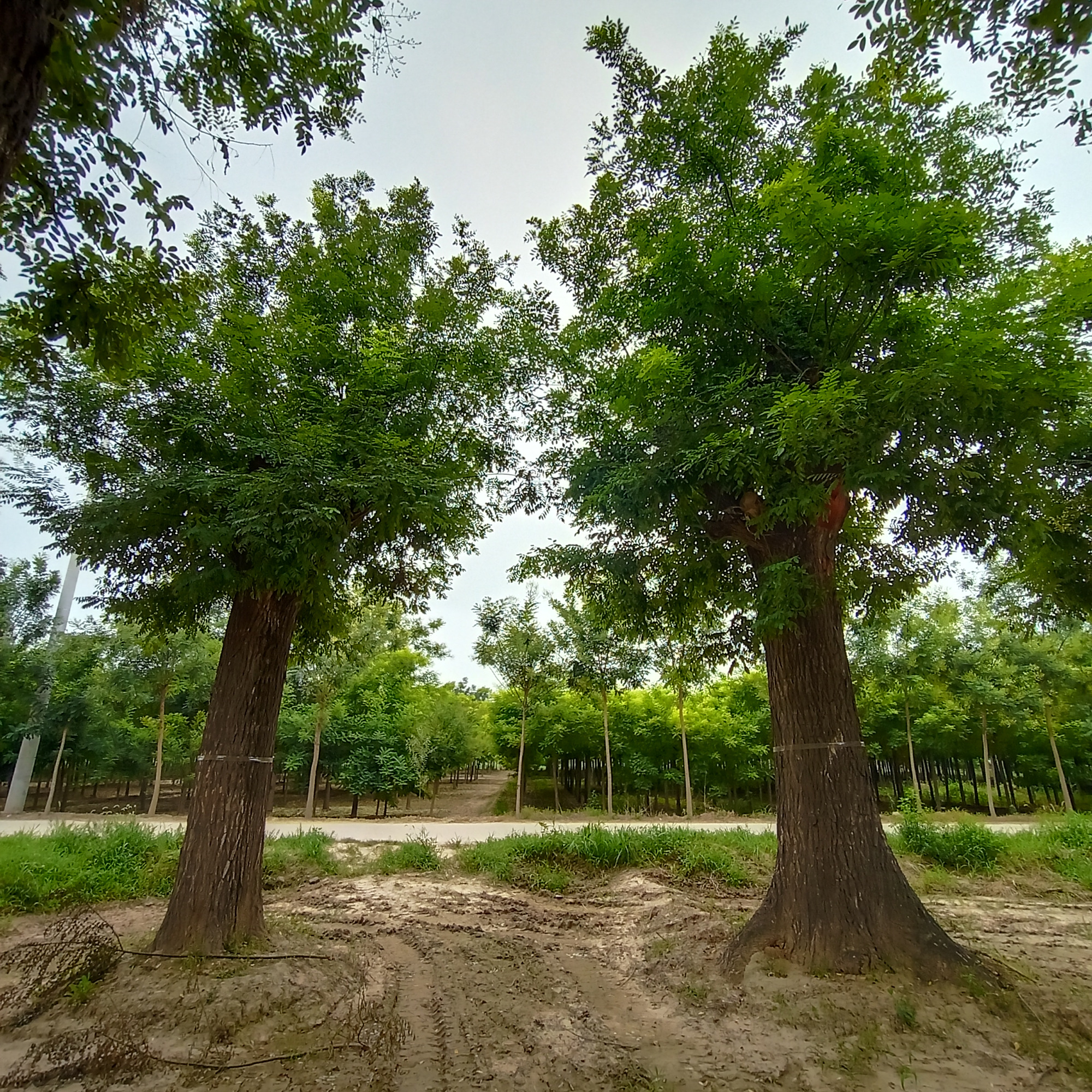 国槐夏季销量老式国槐价格出售绿化苗木