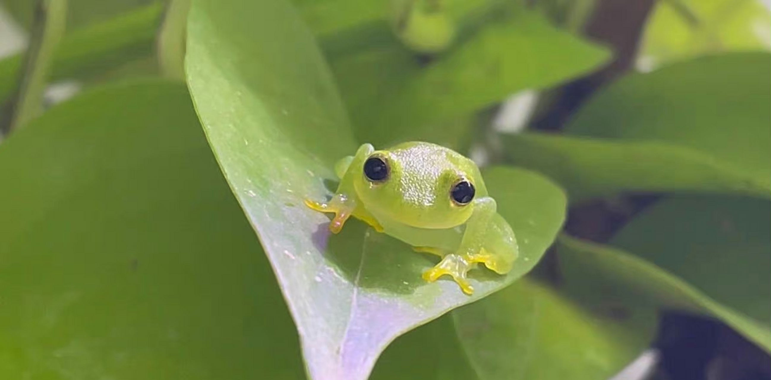 虽然它叫做玻璃树蛙,但是我还是想管它叫抹茶味麻薯蛙!