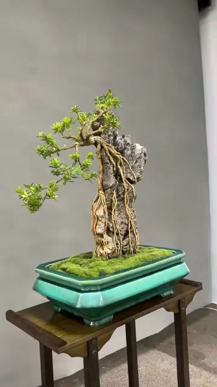 抱石雀舌黄杨,根抱石生长大盆景,石树一体.