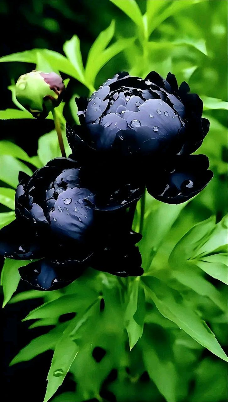 常有人被称谓黑牡丹,但看到黑牡丹图片还是第一次难得一见的黑牡丹!
