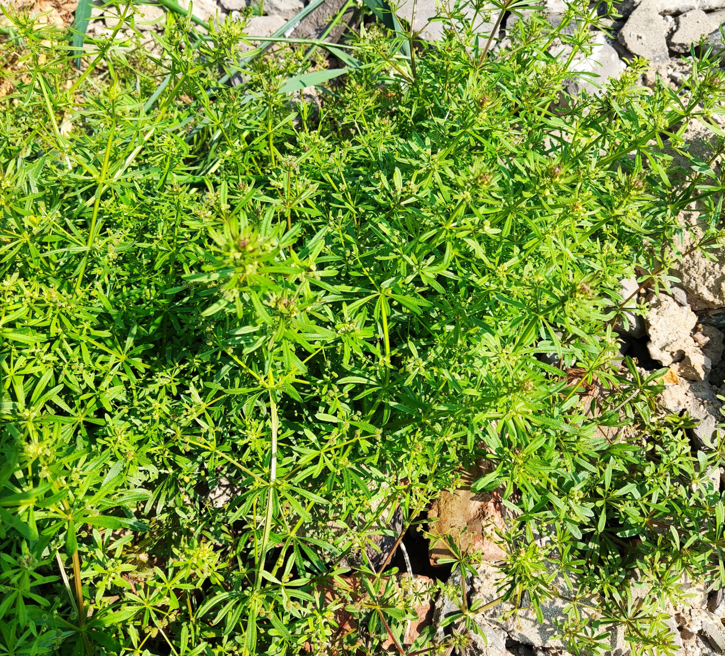 猪殃殃,是茜草科拉拉藤属植物,晒干后可以入药,清热去