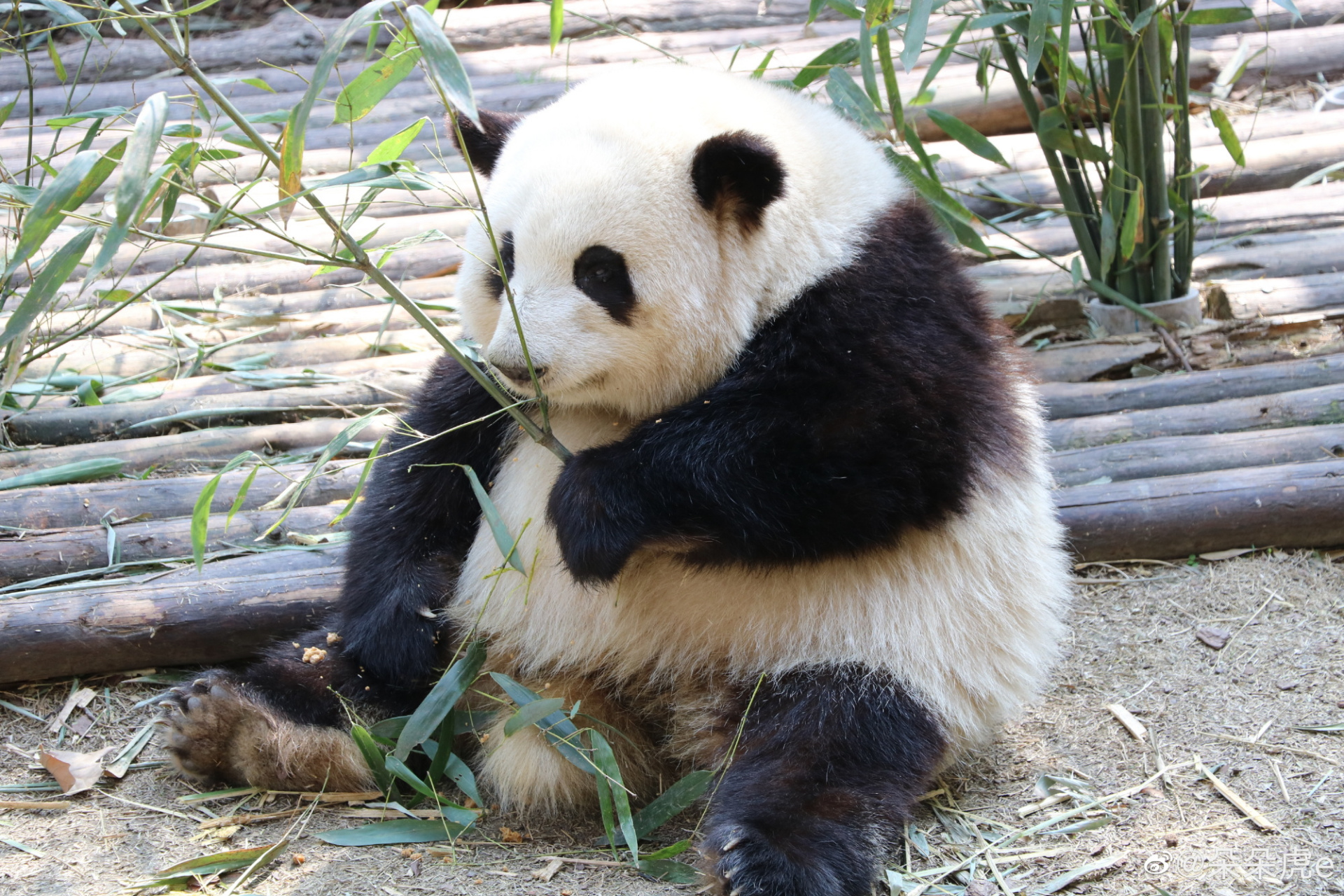 身上体现得淋漓尽致[滑稽],是最好的花叶组合呀[嘻嘻]#大熊猫和花