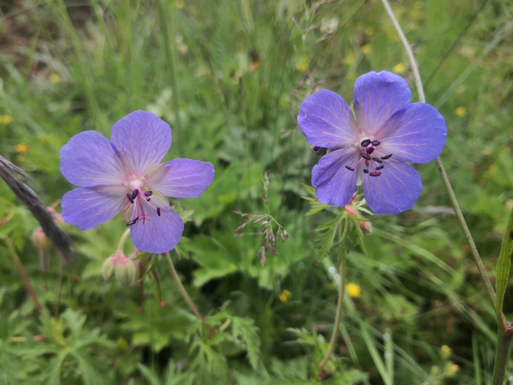草地老鹳草,一种我国北方地区山地草甸和亚高山草甸较为常见的多年生