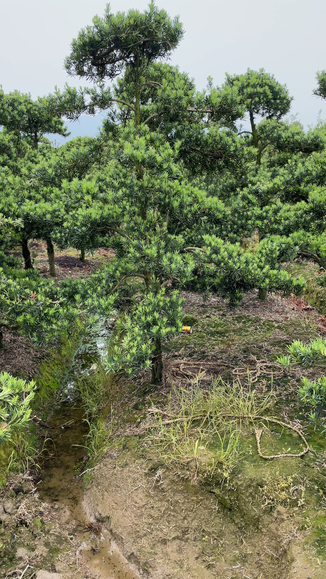 罗汉松基地实拍系列