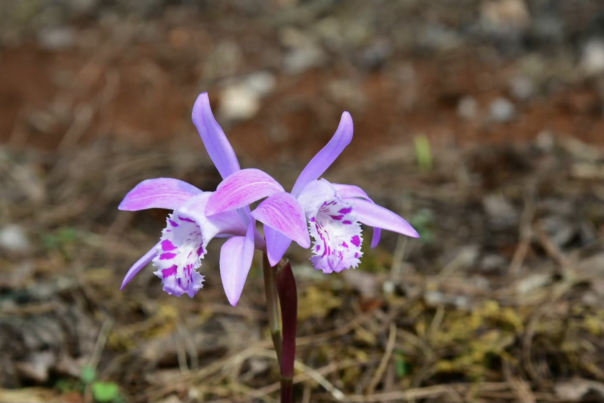 云南独蒜兰,和独蒜兰之间老是傻傻的分不清 #摄影# #治愈# #摄影作品