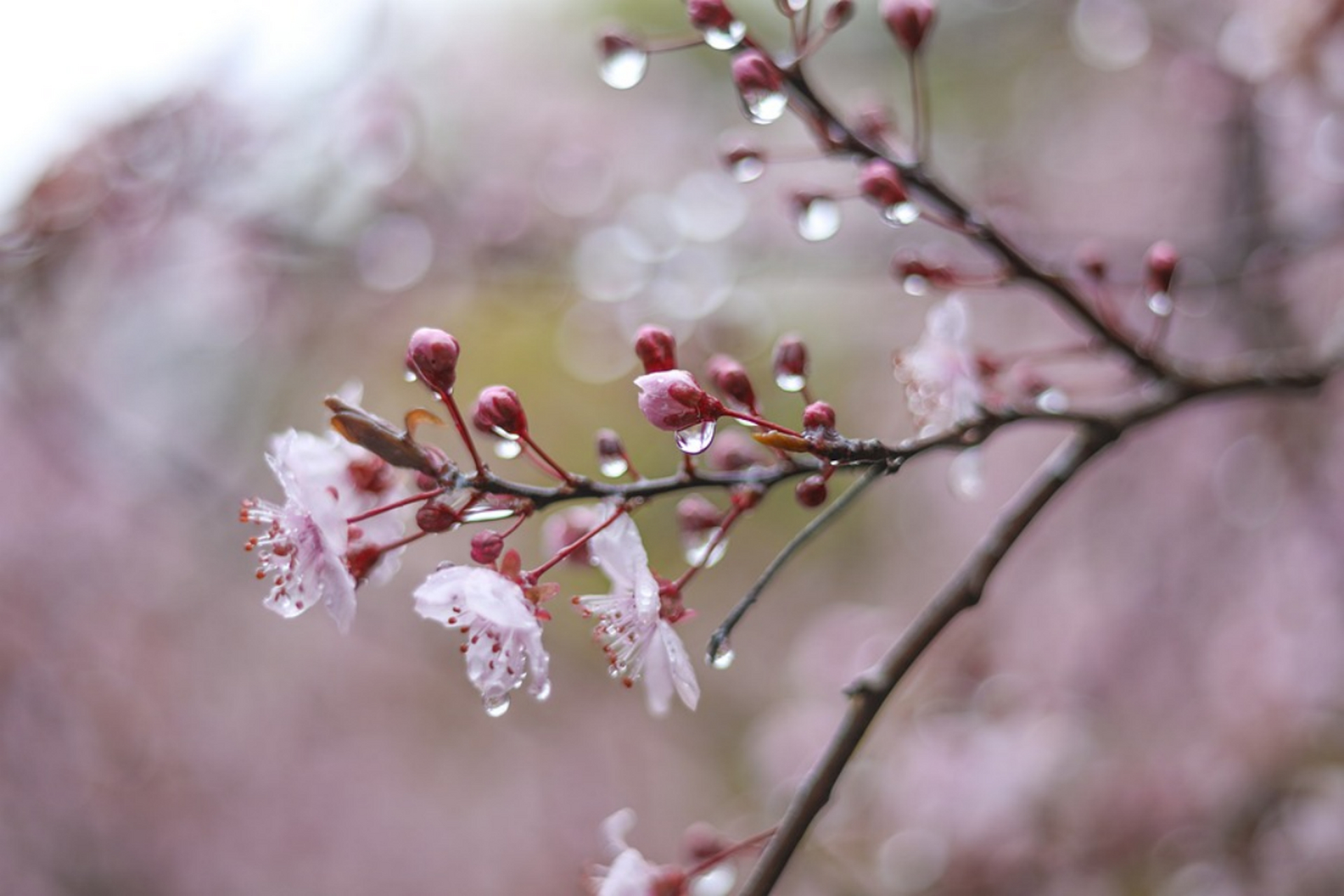 芭蕉夜雨图片欣赏图片