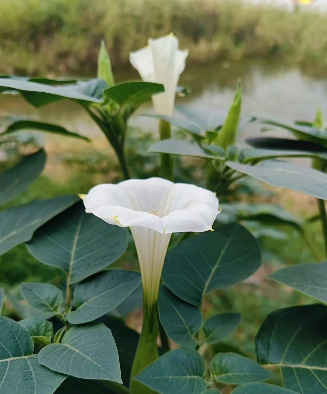 白色的曼陀罗花好漂亮,友友们喜欢吗?