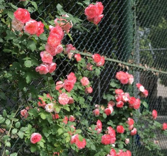 安吉拉月季是一季花吗?还是多季节?