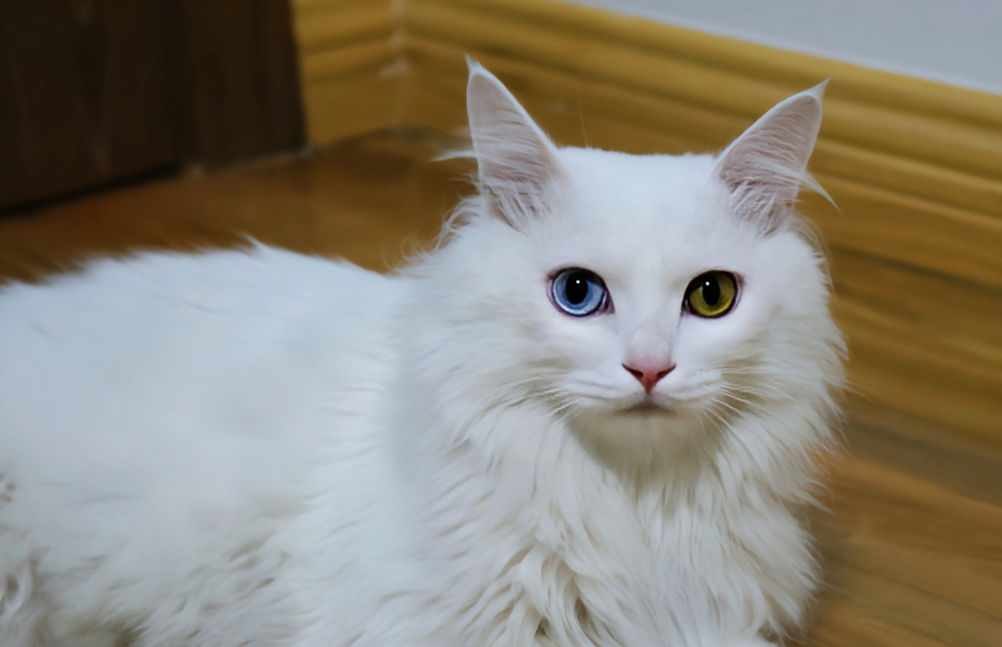 每天认识一种动物——临清狮子猫 临清狮子猫别名山东狮子猫,杂交猫科