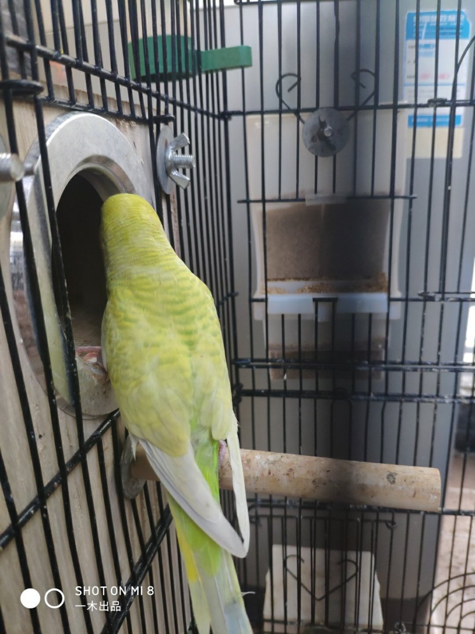 黄绿灰翅美背图,体态修长