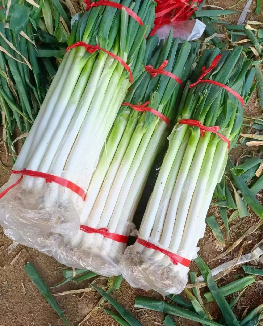 大葱,一种营养丰富,食用和药用价值极高的蔬菜,早在3000多年前就在