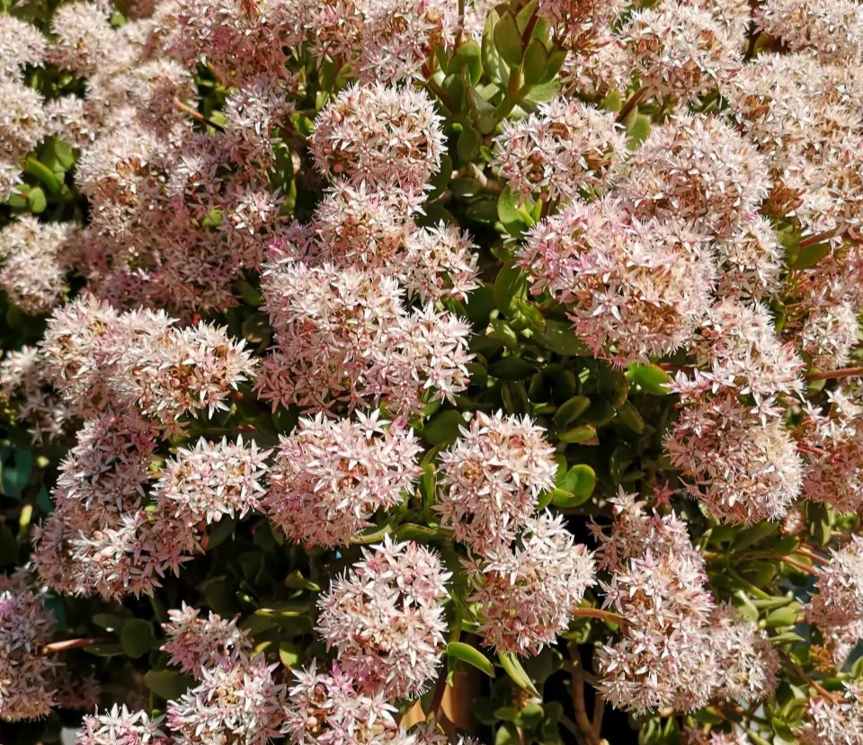 "玉树琼花"原来真的存在,快来看看我家开花的玉树,见者有福