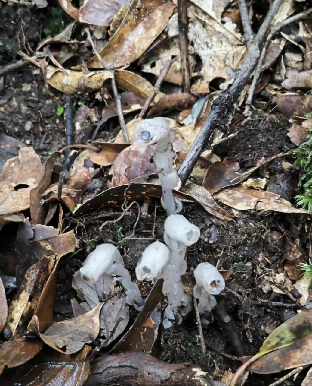 这花看着好诡异,怪不得叫冥界之花,幽灵草!