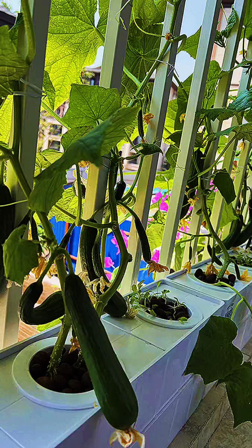 阳台种植水培黄瓜