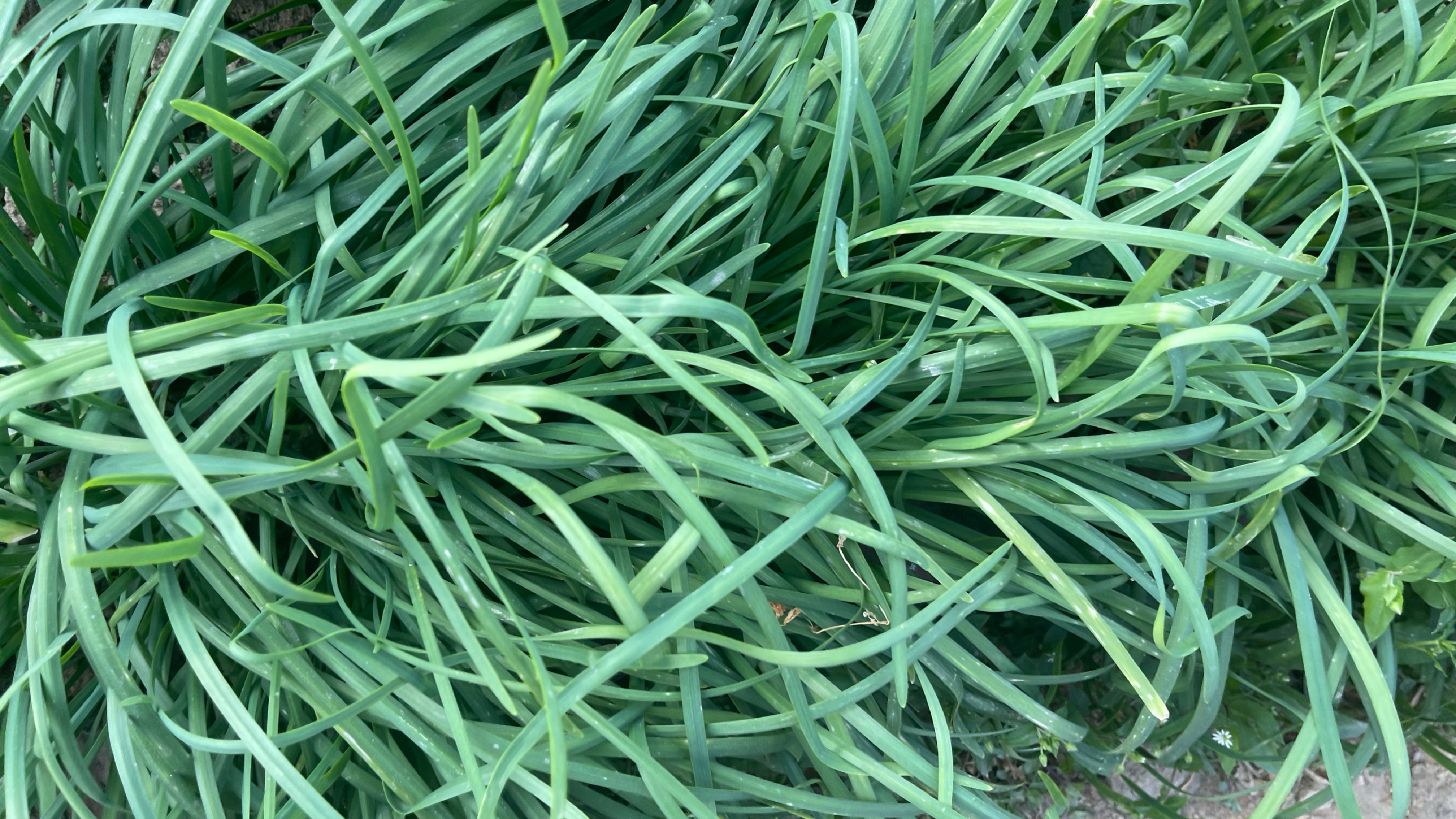 种植韭菜掌握2个方法,叶片长的肥大和鲜嫩浓绿