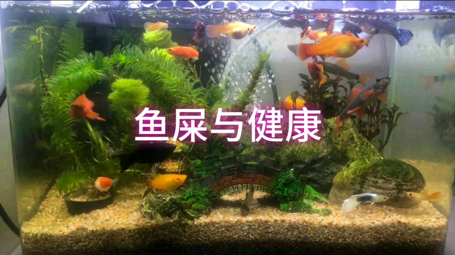 鱼屎为何不同?大多是鱼粮的原因,余月分享不同的鱼屎隐藏的信息