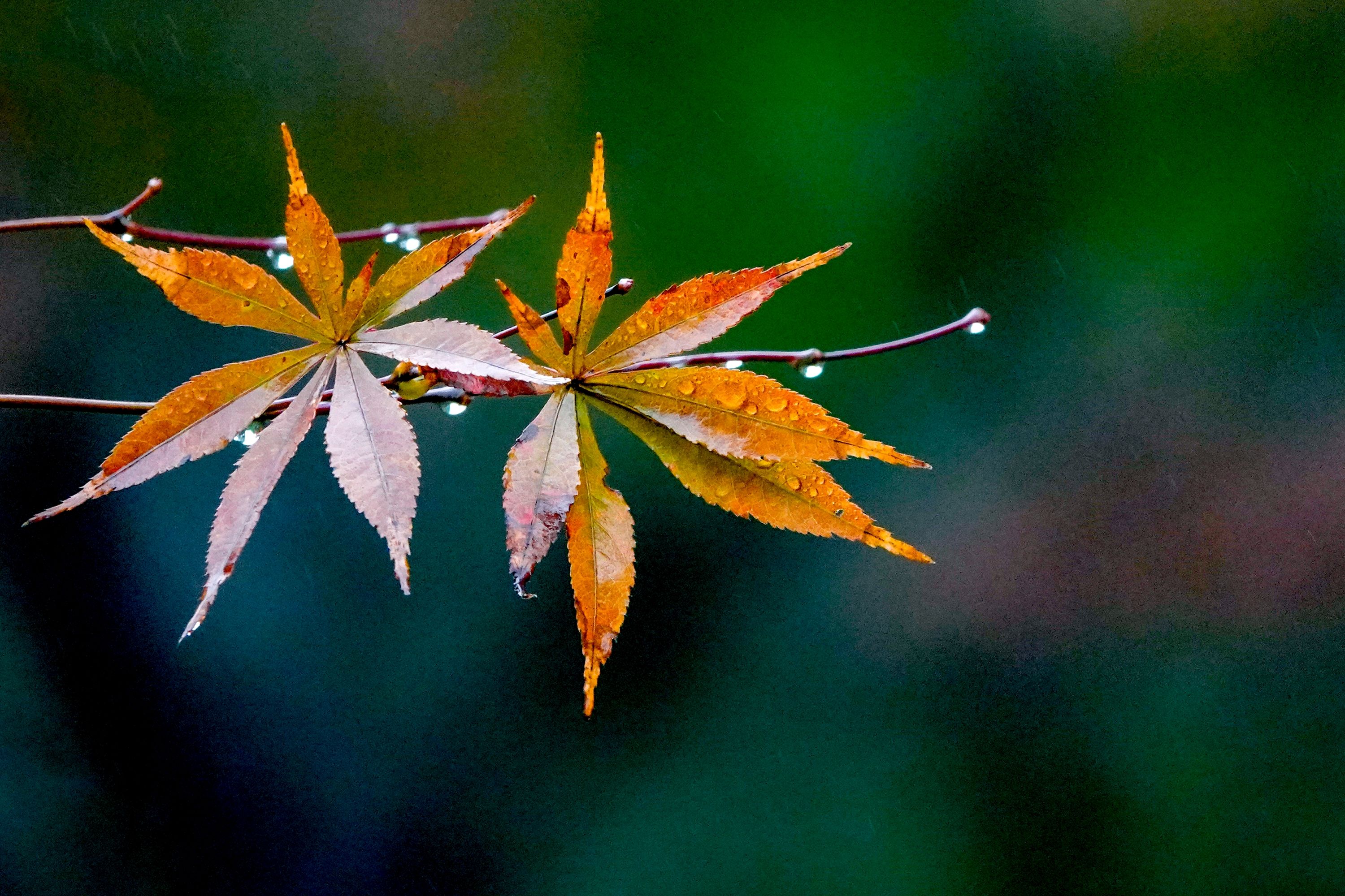 秋雨中的满秋(原创)