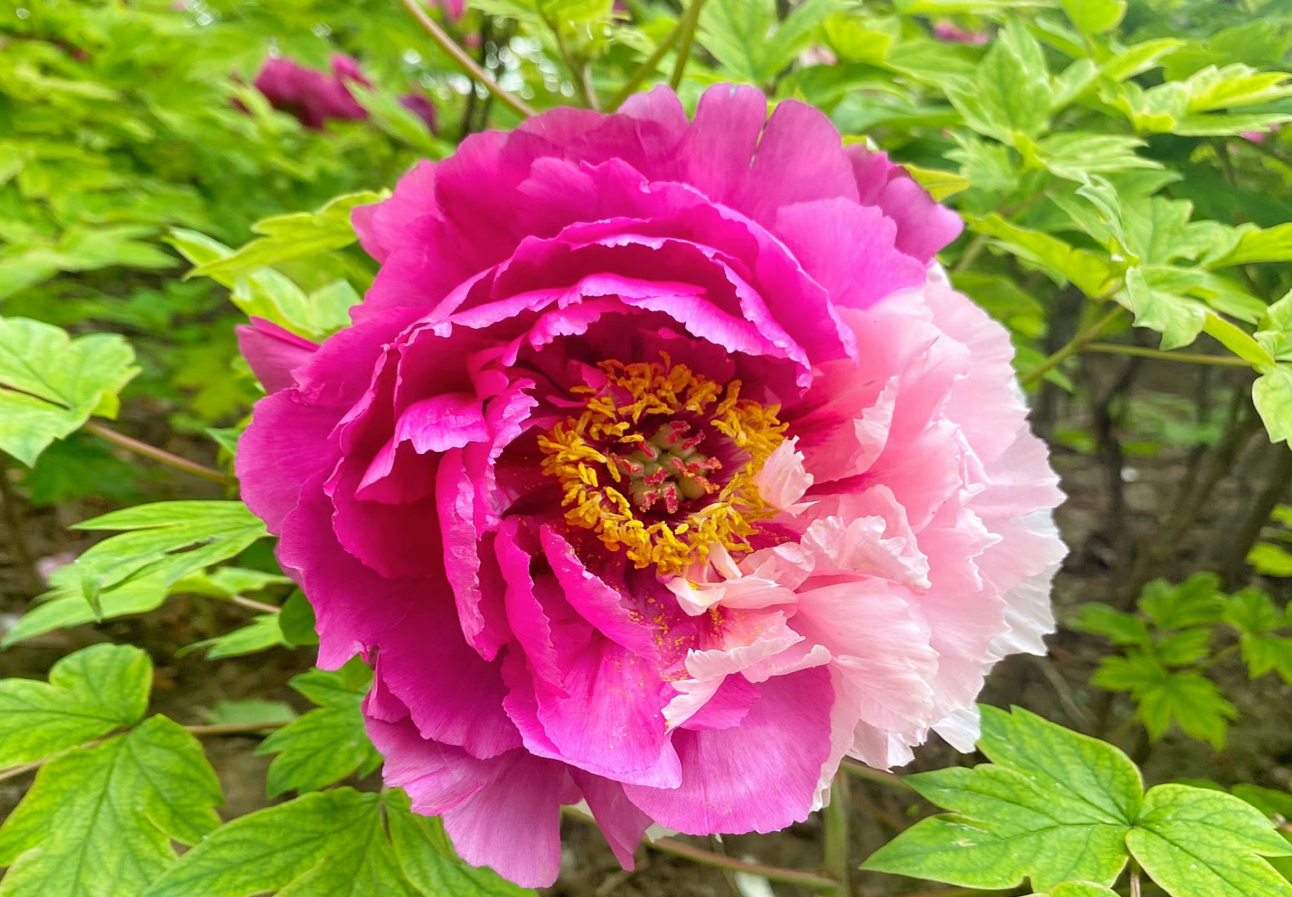 二乔牡丹花,别名洛阳锦,牡丹名品种之一.(牡丹花,摄于洛阳) 67