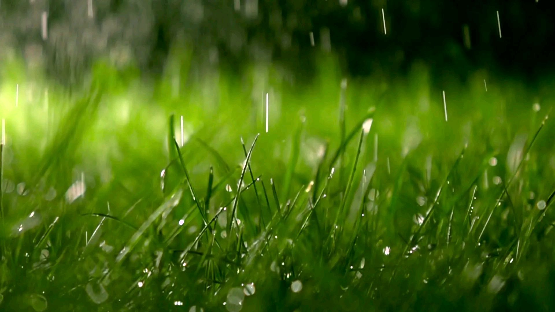 春天下雨真实图片图片