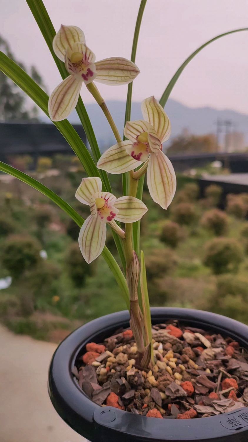 莲瓣兰名品紫熙荷