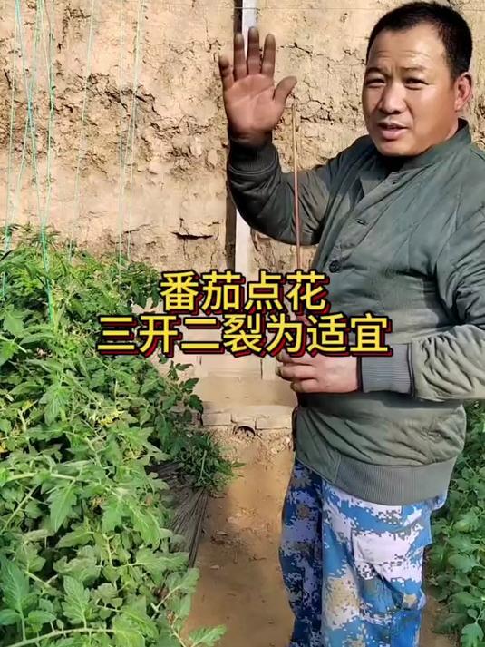 番茄点花讲究三开二裂!