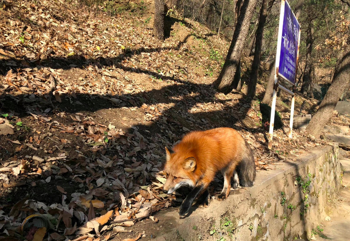 小狐狸频繁现身北京潭柘寺,专家提醒游人投喂谨防被咬伤