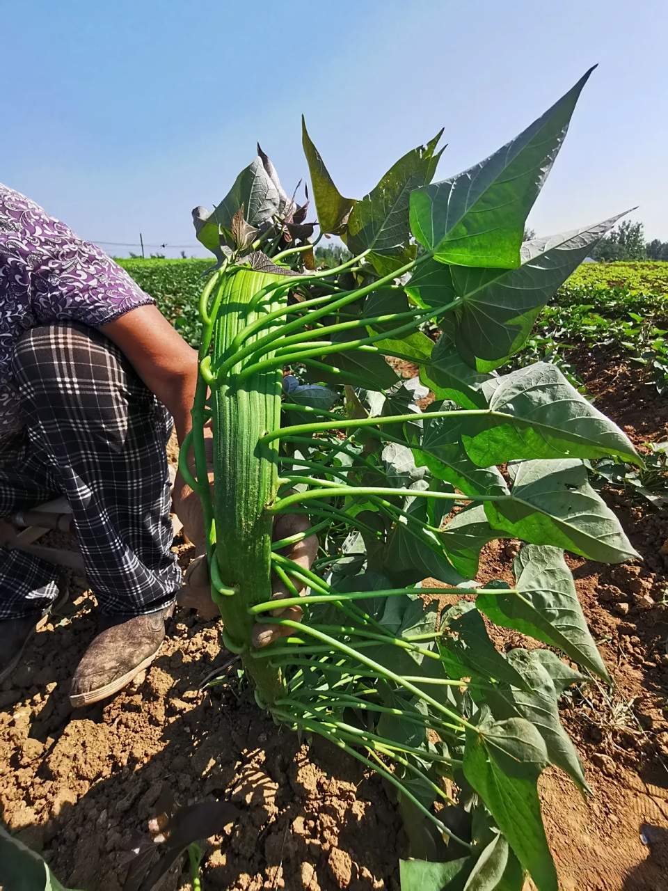 大姨种的地瓜,不知啥原因地瓜蔓长的又宽又厚的长在了一起,不知这样的