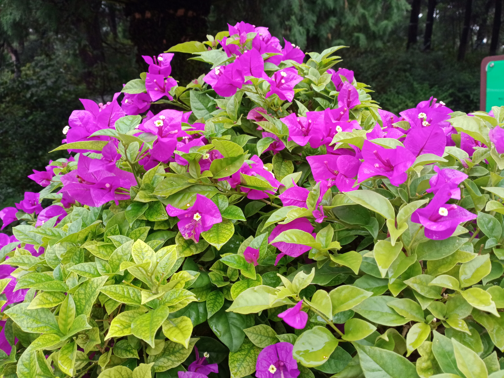 叶子花,叶子摇身变为红色苞片像花瓣守护中间很细小的真花朵