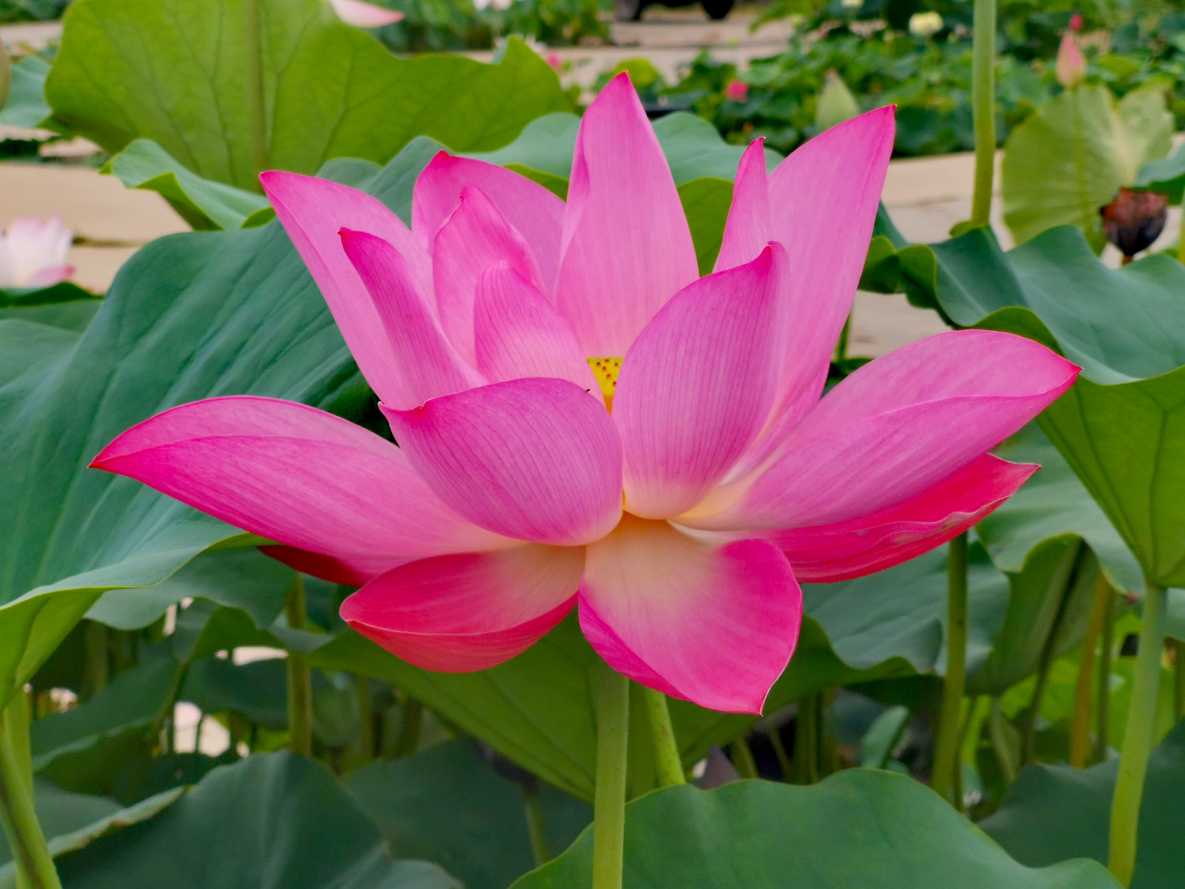 荷花——古莲 大中花群,单瓣类,红莲组古代莲荷花,颜色鲜艳