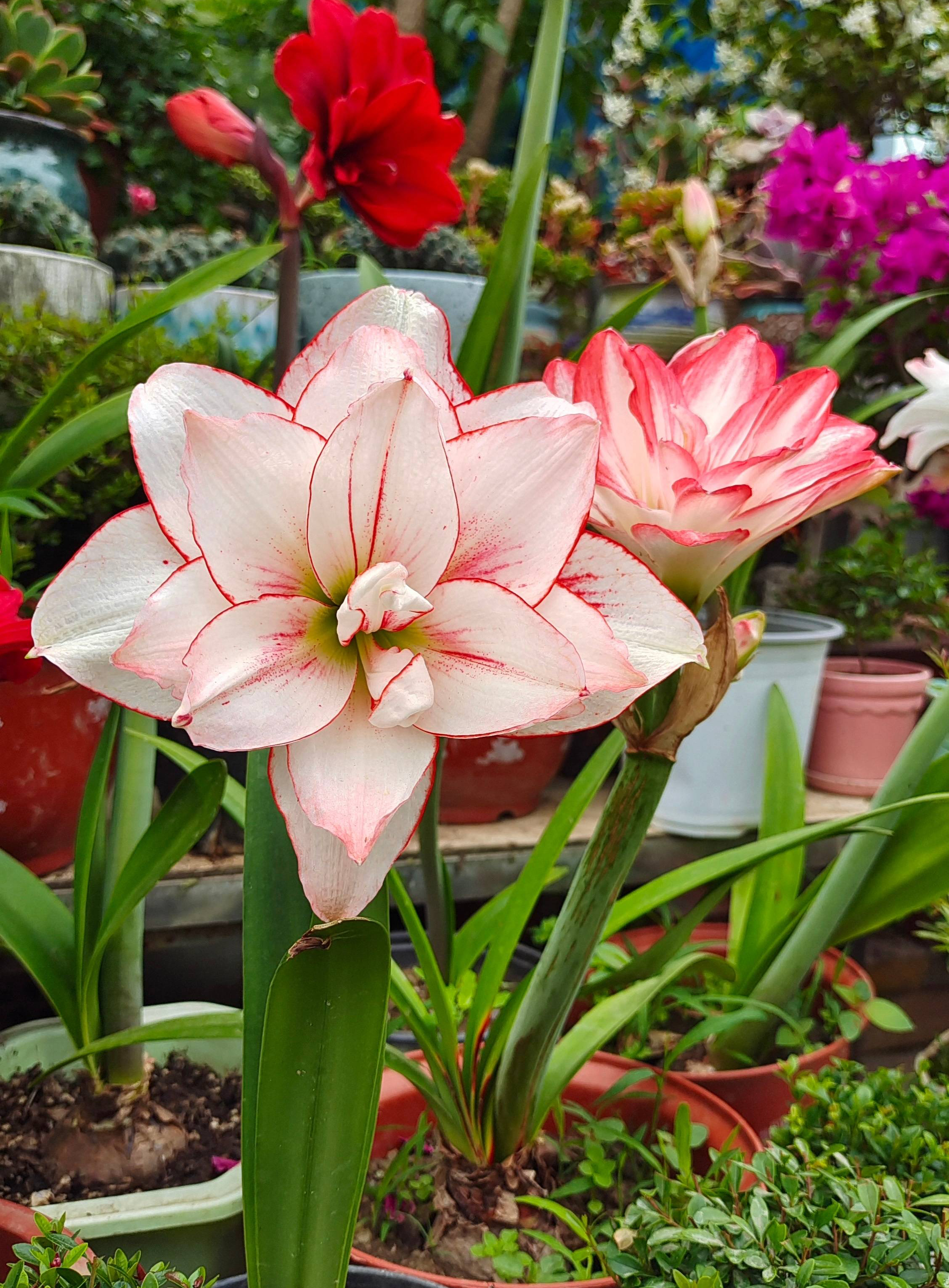 3种球茎花卉,养庭院不错,很好养花型也很美,观赏价值高