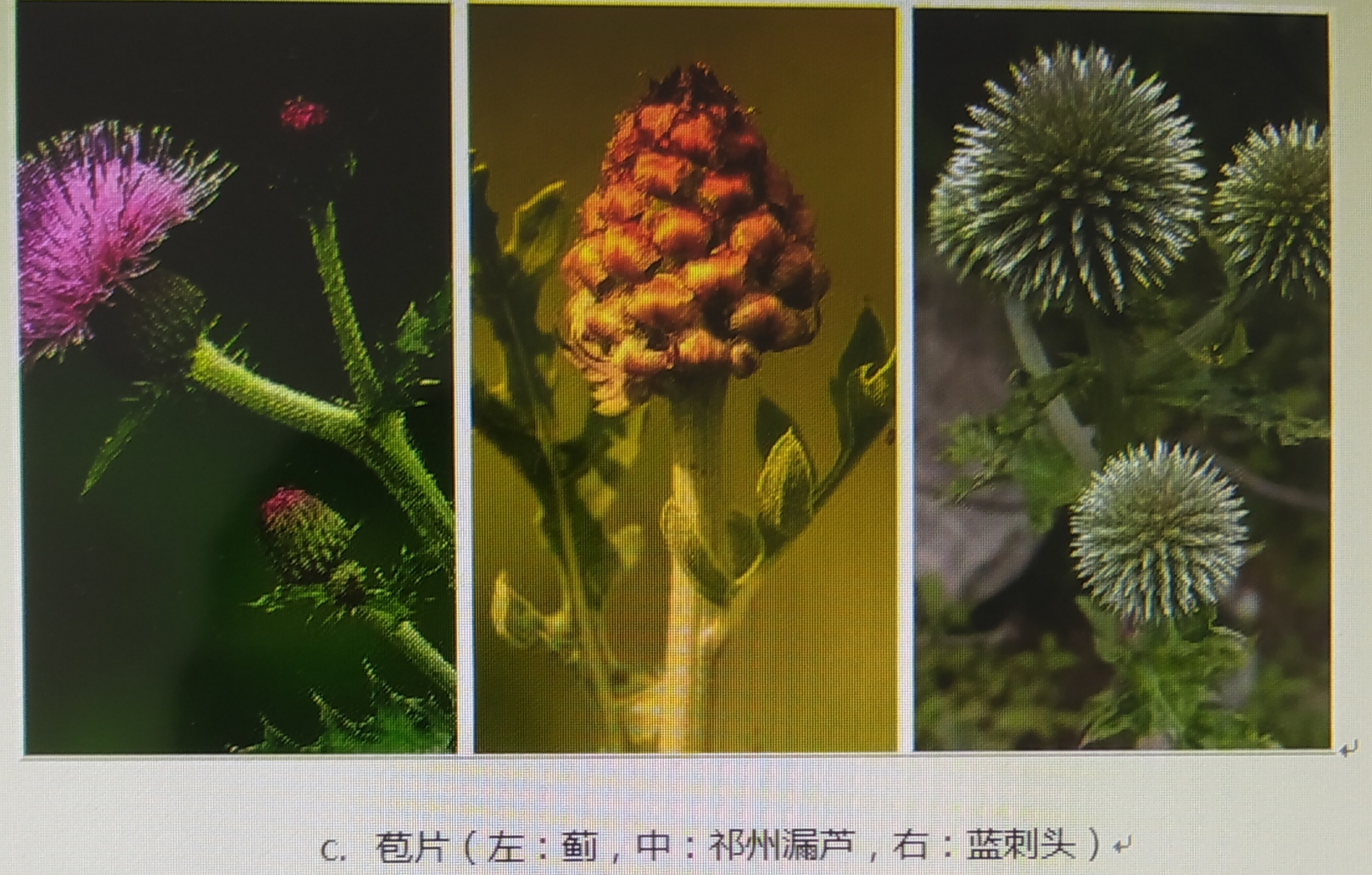 中药"蓝刺头"一一药性功效