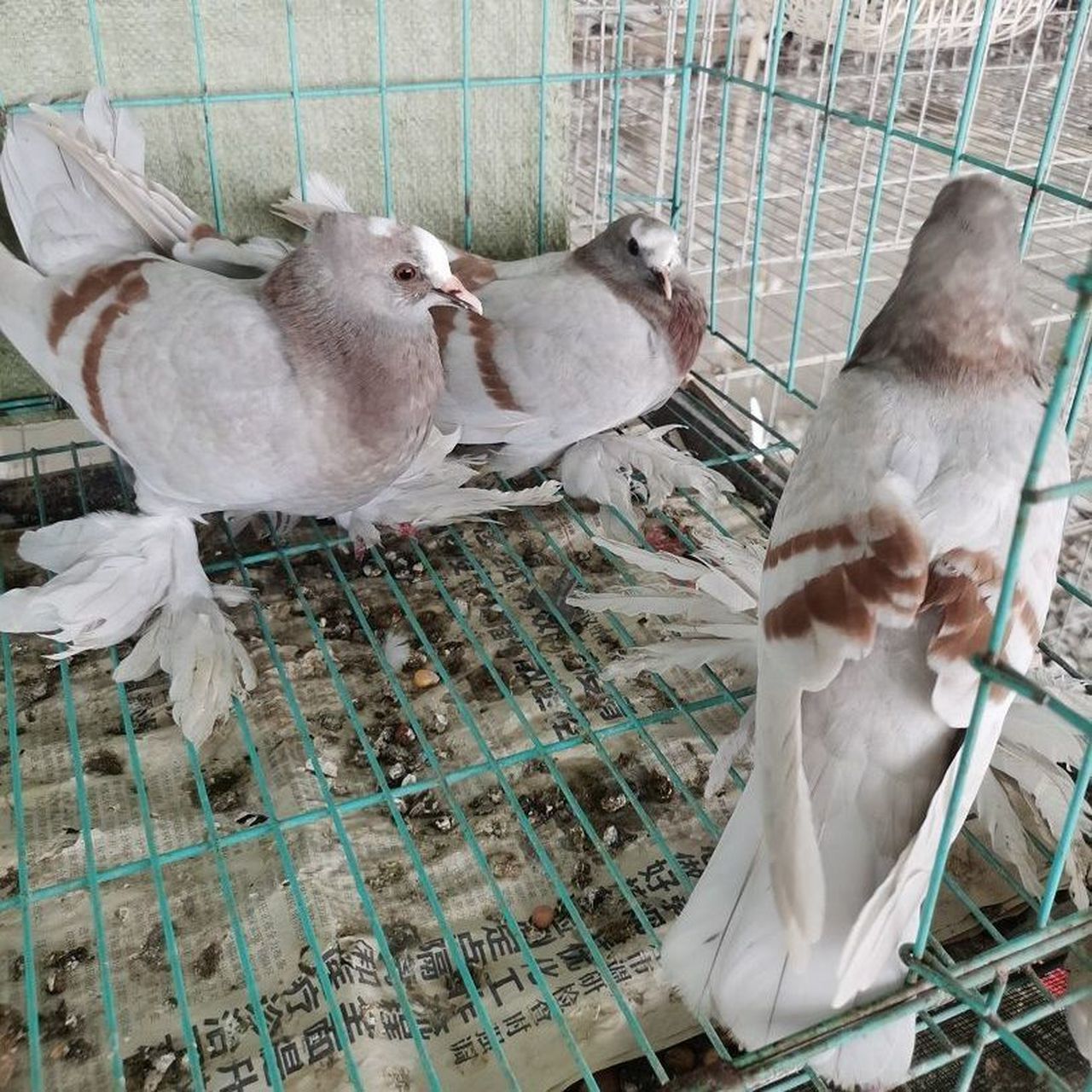 新疆翻翻鸽子,一对毛脚燕青年