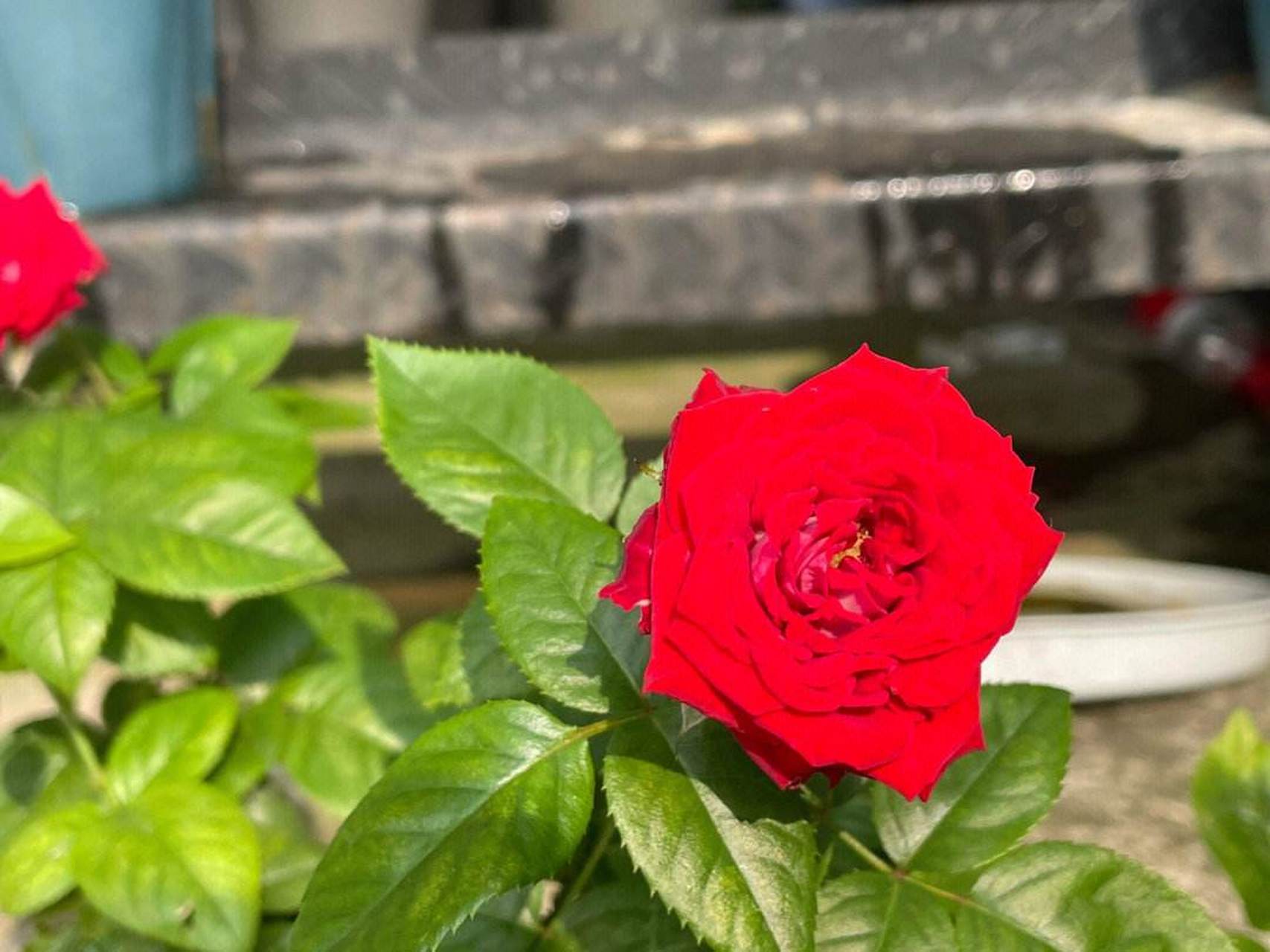 月季花—亚力克红. 传统的中国红,让亚力克红月季显得格外夺目.