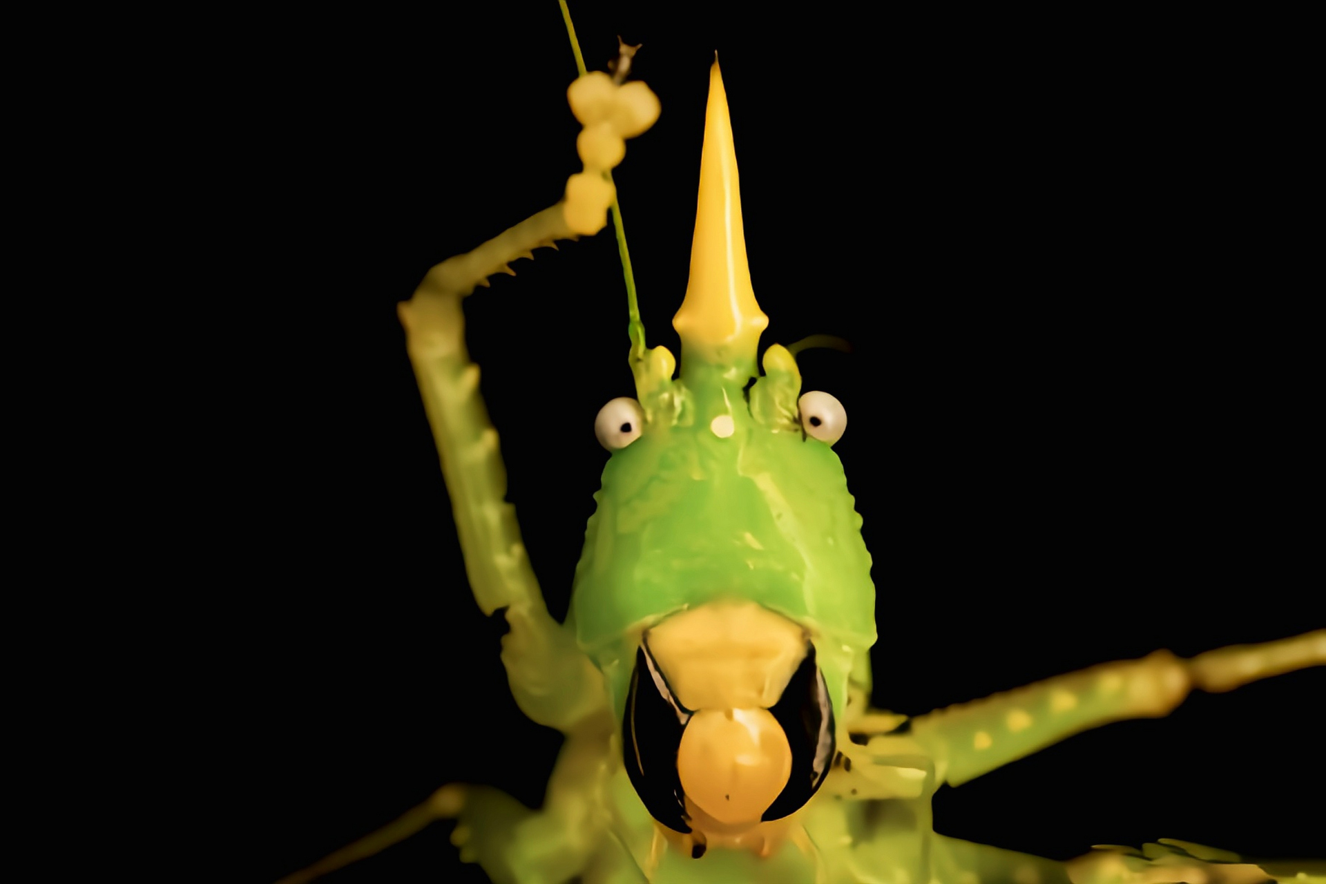 每天认识一种昆虫——青牛螽斯 青牛螽斯别名犀牛螽斯,原产于北美洲
