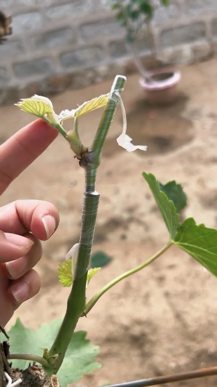 葡萄树只要掌握嫁接要领,成活率达到100%-度小视