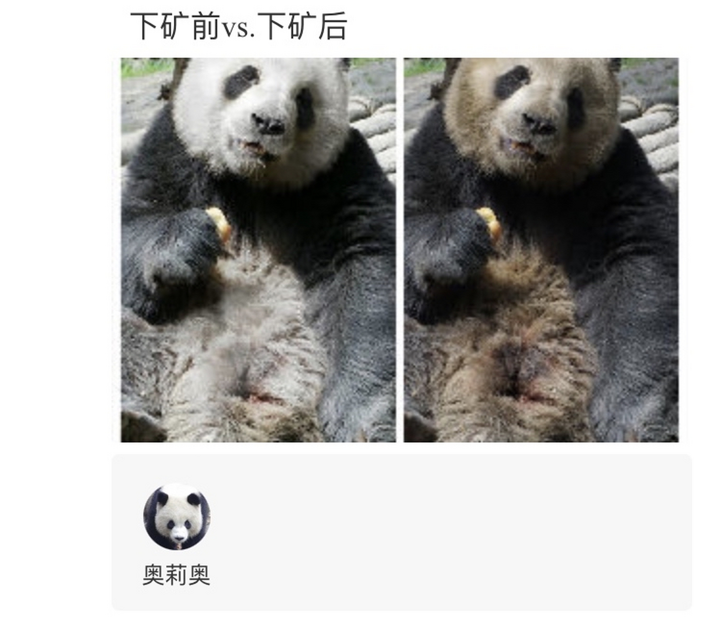 小奥莉奥时的挖煤生涯,虽然累的一副生无可恋的样子,但是奶猫猫是两脚